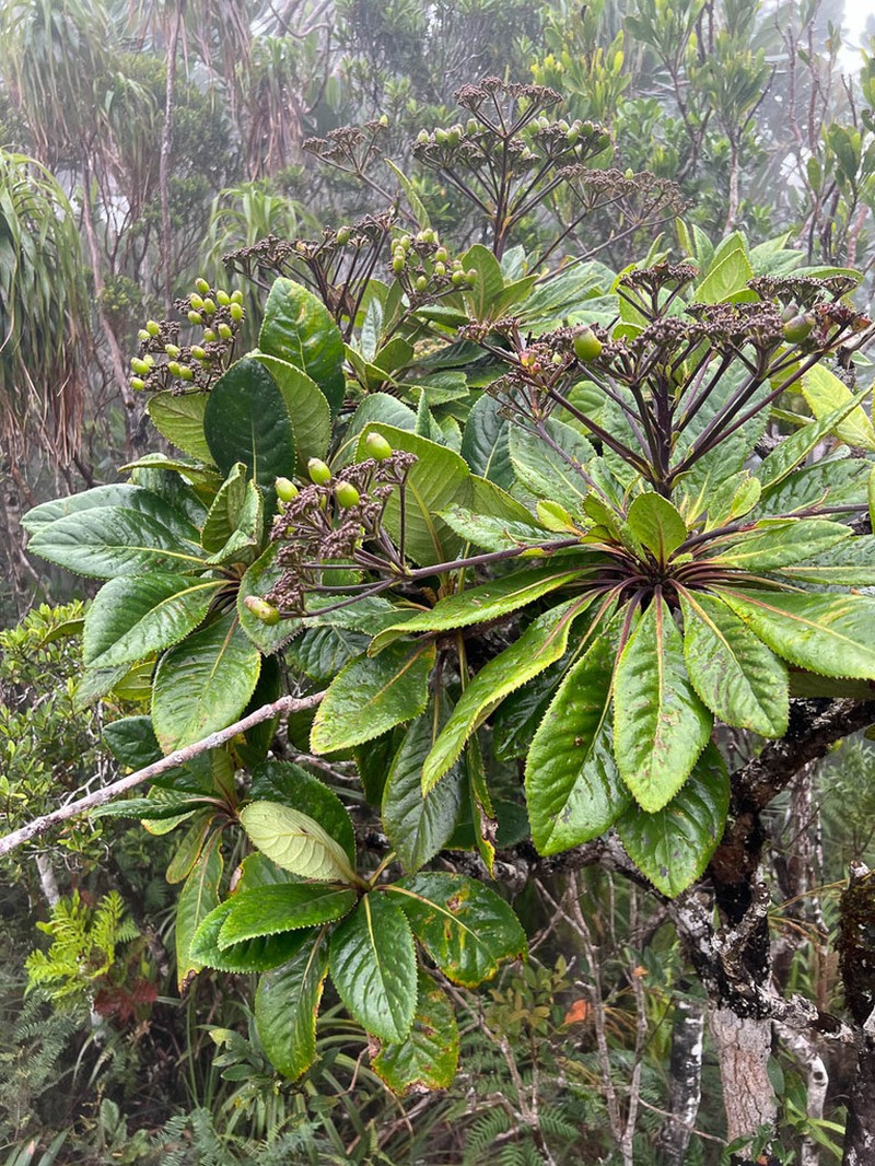 Apiopetalum velutinum photo 7