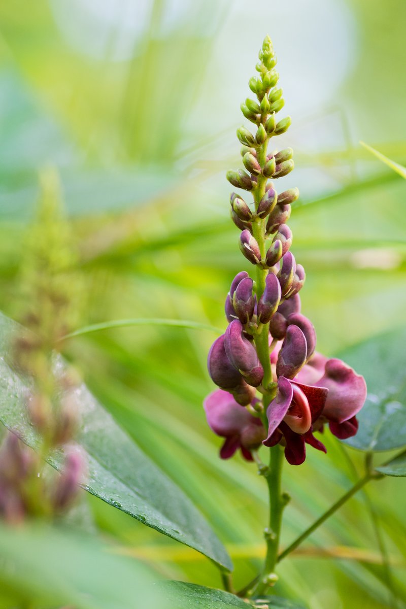Groundnut photo 2