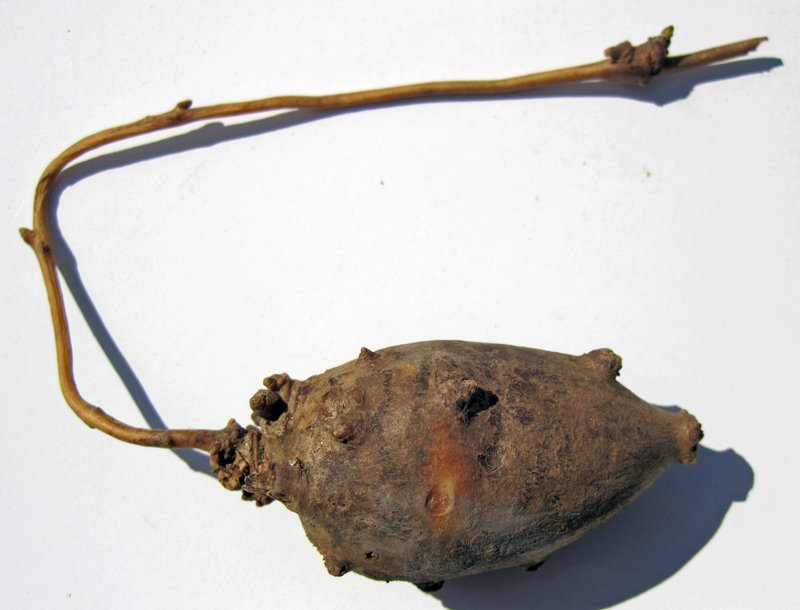 Groundnut photo 3