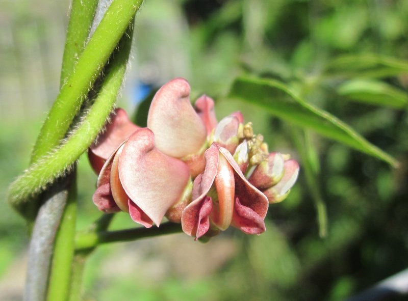Groundnut photo 4