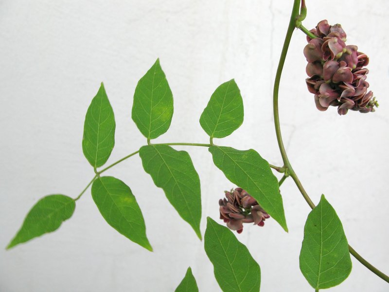 Groundnut photo 6