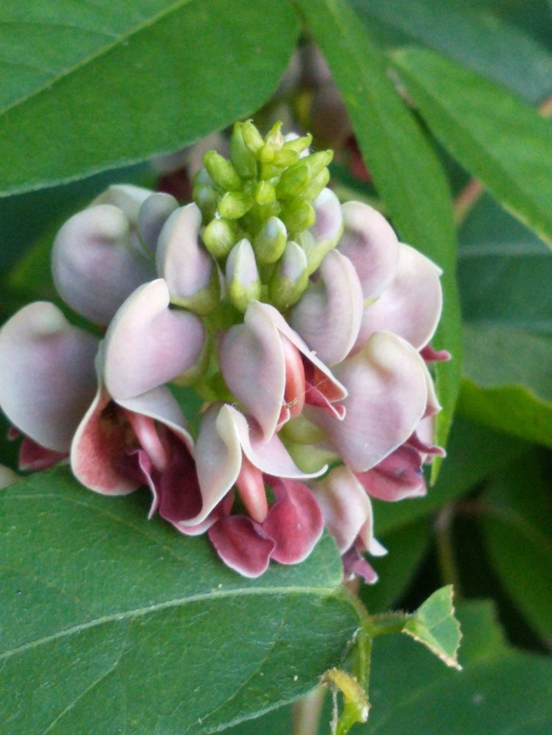 Groundnut photo 7