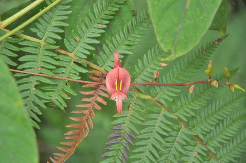 Apios carnea