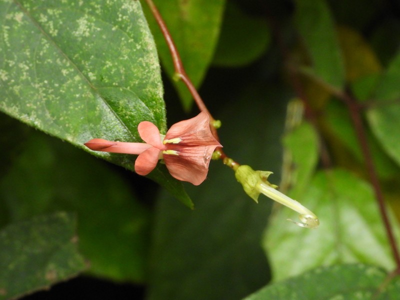 Apios carnea photo 2