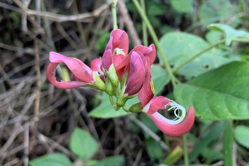 Apios carnea photo 3