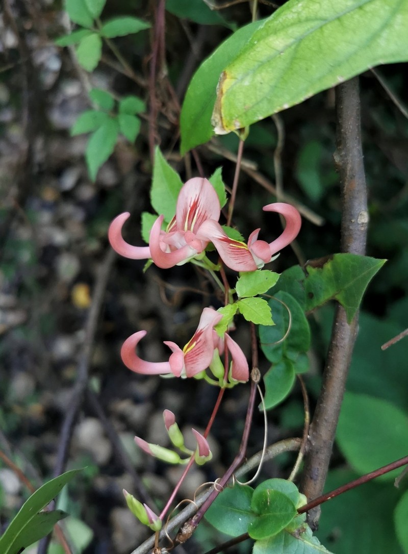 Apios carnea photo 4