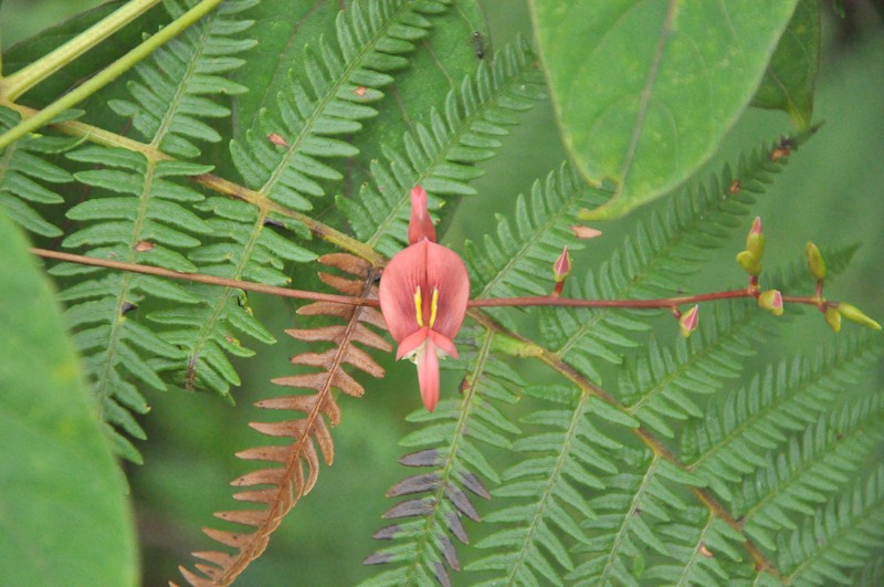 Apios carnea photo 8
