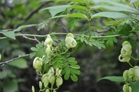 Apios delavayi