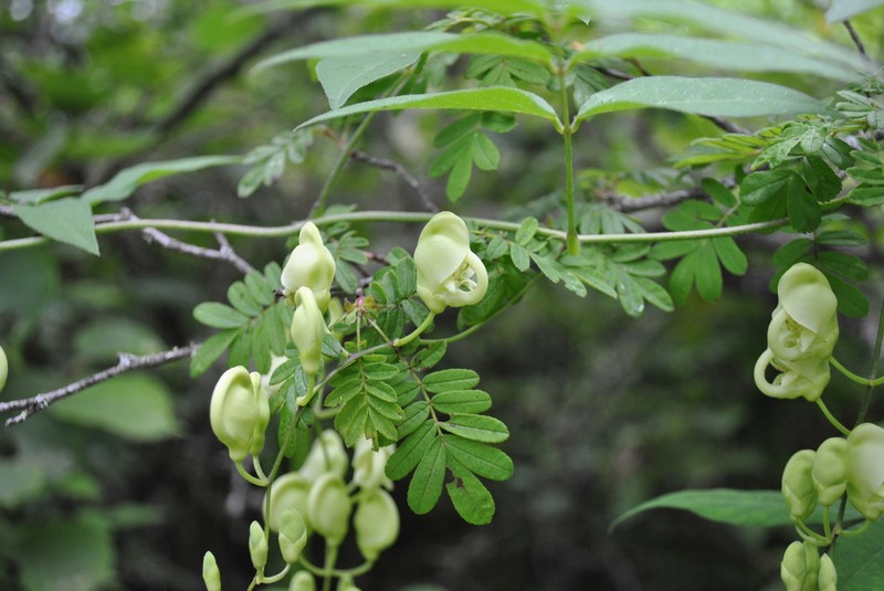 Apios delavayi