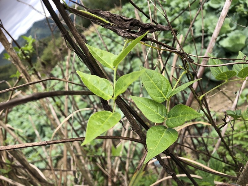 Apios fortunei photo 3