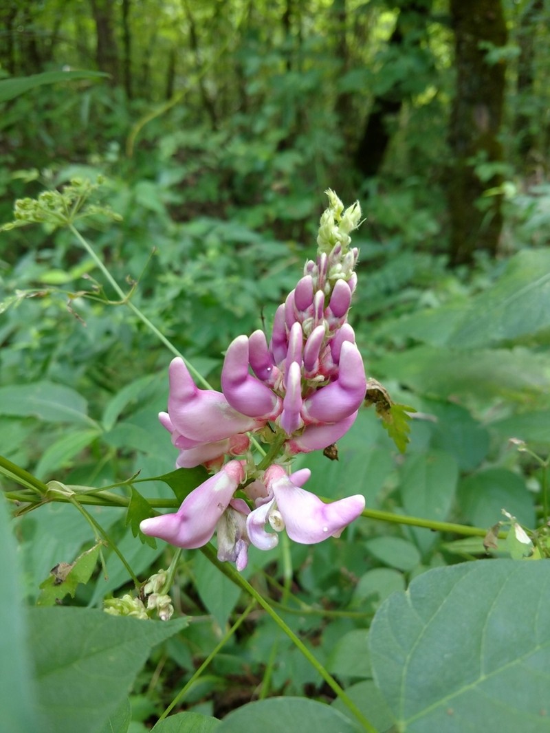 Traveler's Delight photo 7