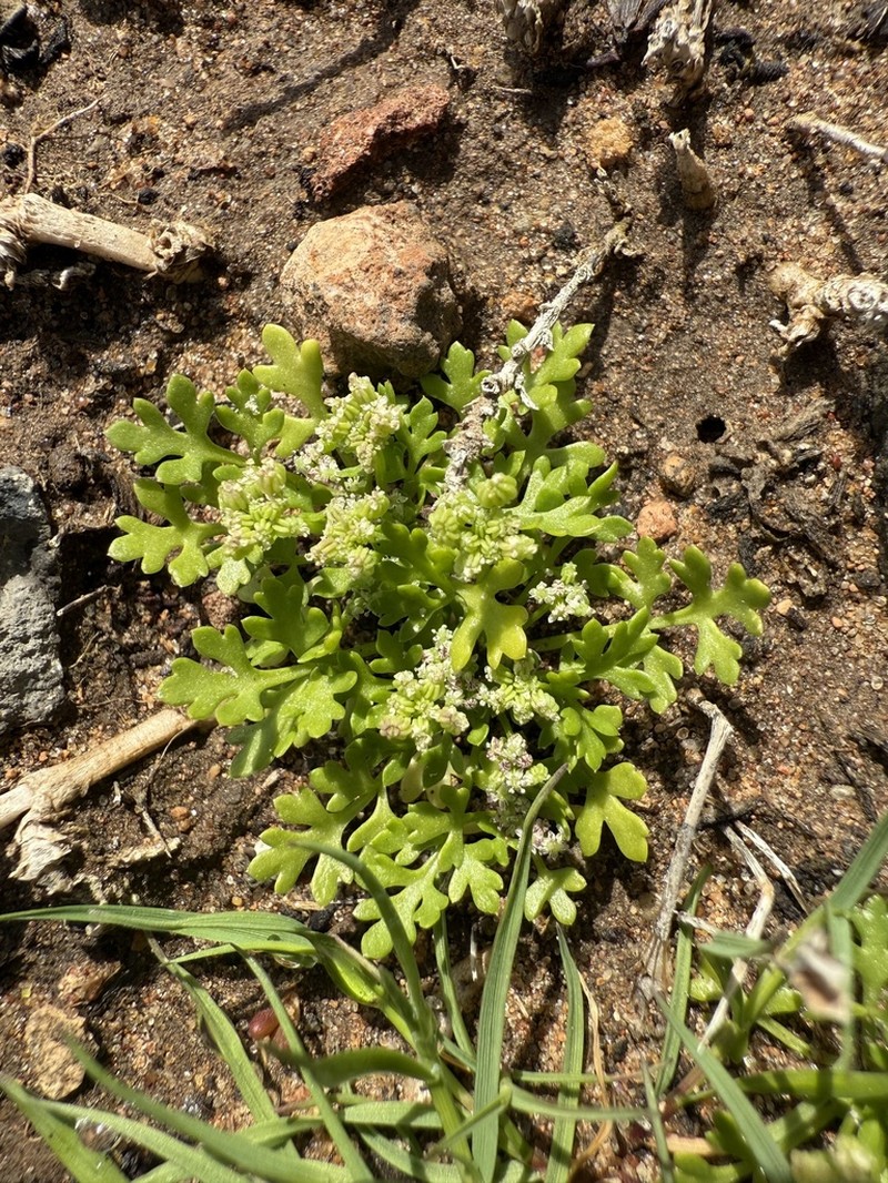 Apium annuum photo 2