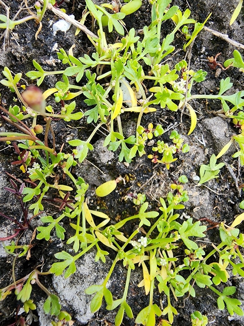 Apium annuum photo 3