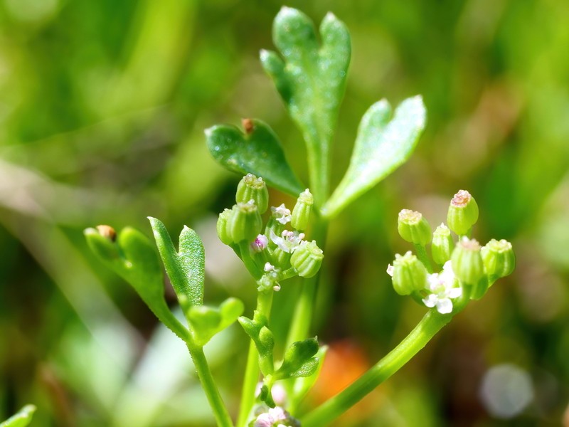 Apium annuum photo 4