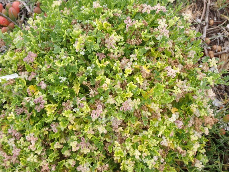 Apium annuum photo 6