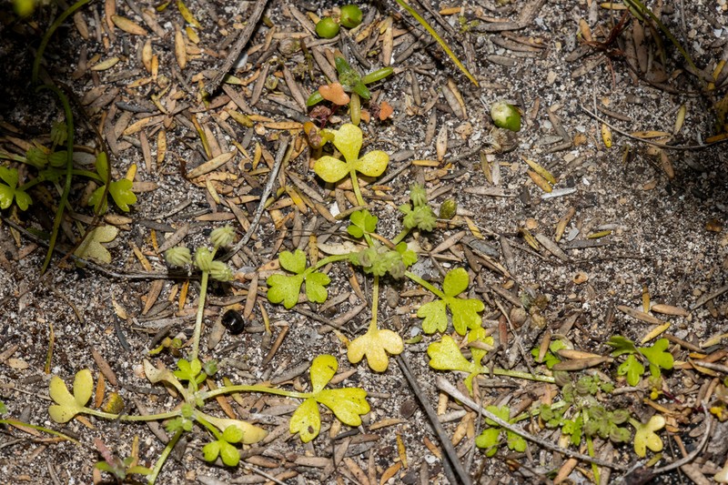 Apium annuum photo 7