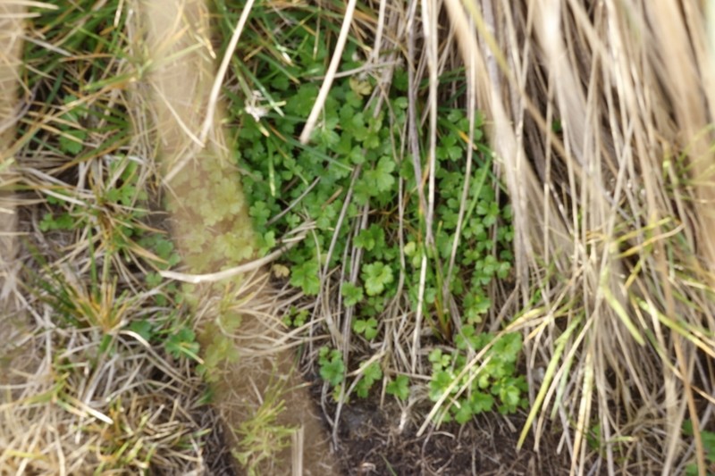 Apium australe