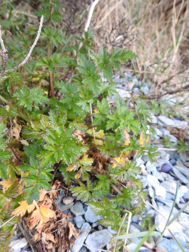 Apium australe photo 2