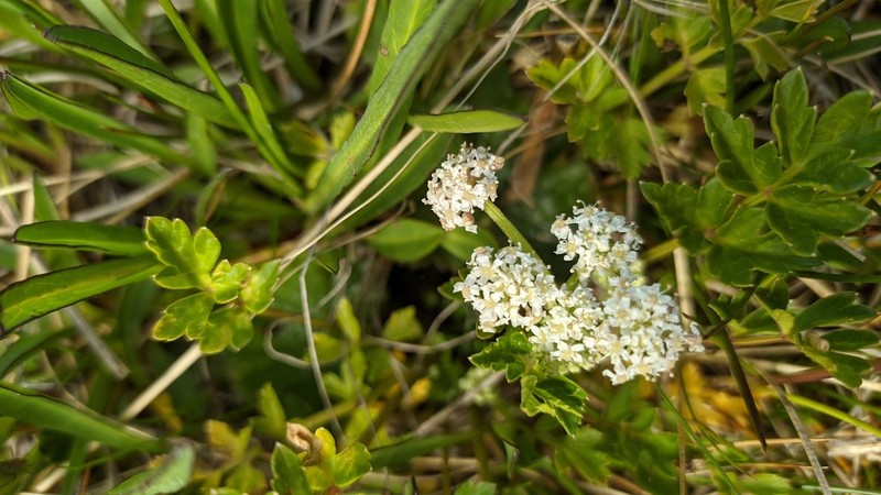 Apium australe photo 3