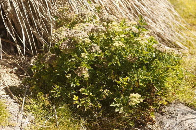Apium australe photo 6