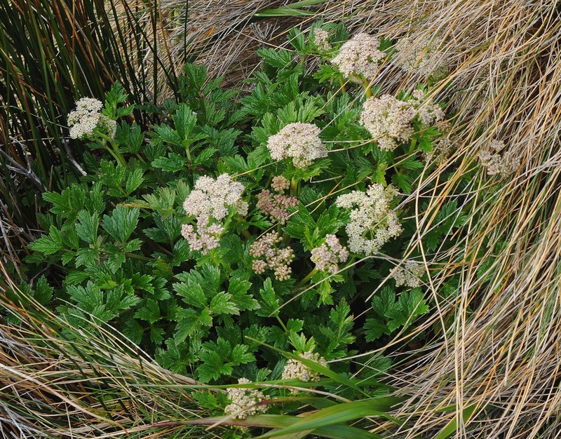 Apium australe photo 8