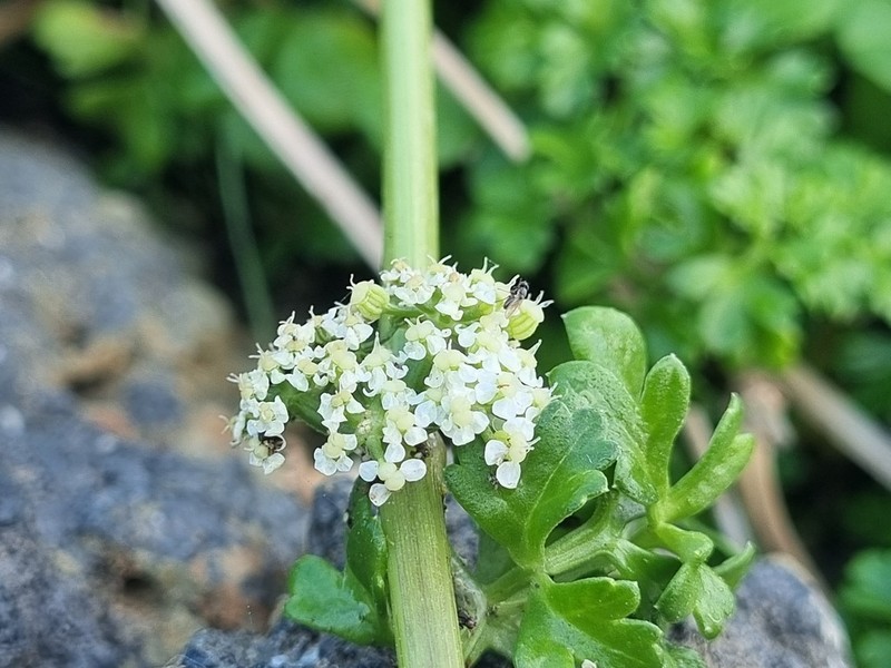 Apium chilense photo 2