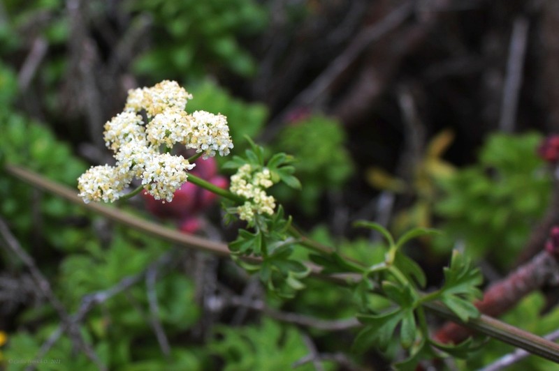 Apium chilense photo 3