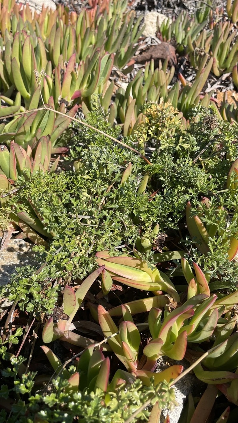 Apium chilense photo 4