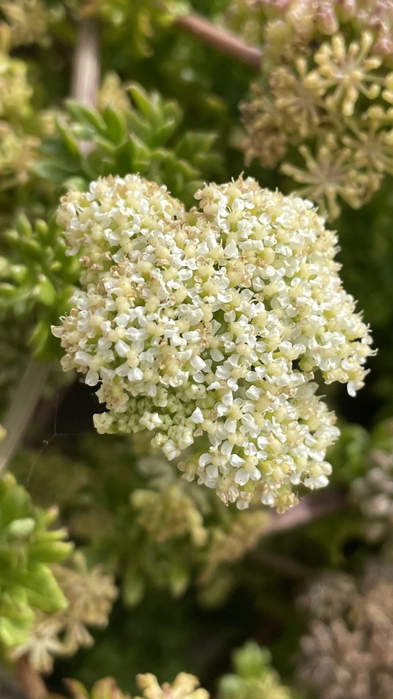 Apium chilense photo 5