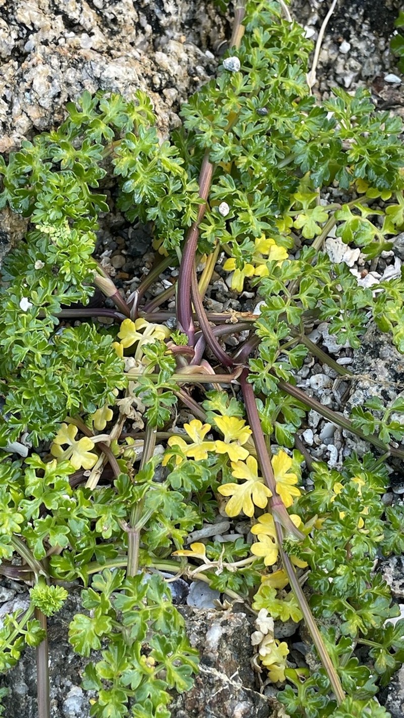 Apium chilense photo 6