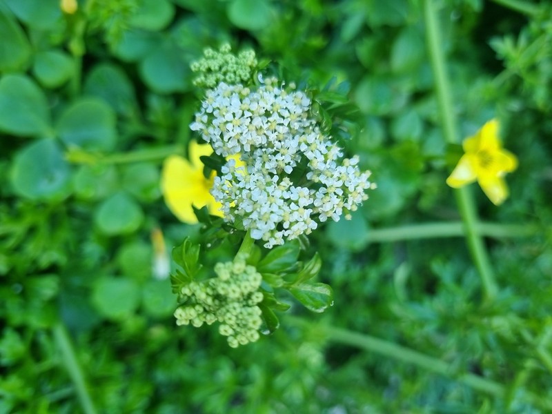 Apium chilense photo 7