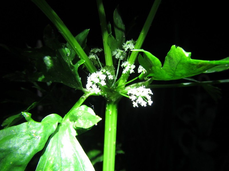 wild celery photo 3