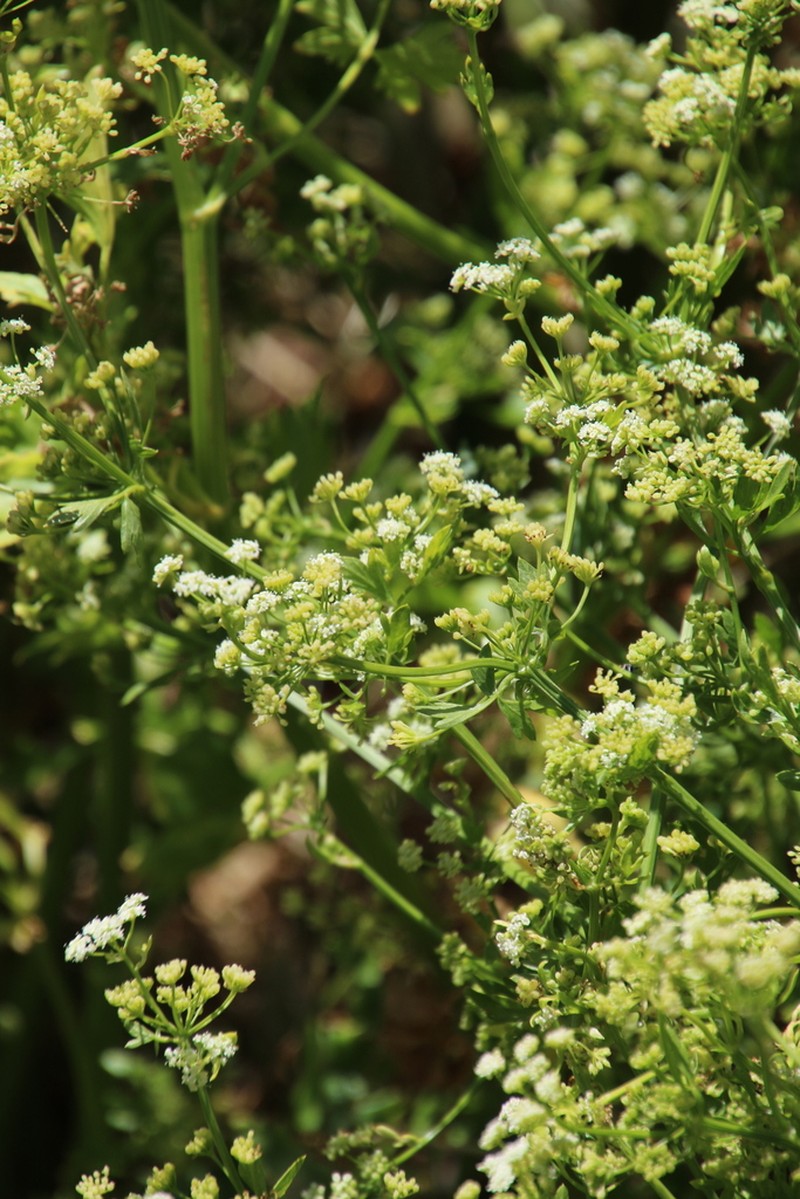 wild celery photo 4