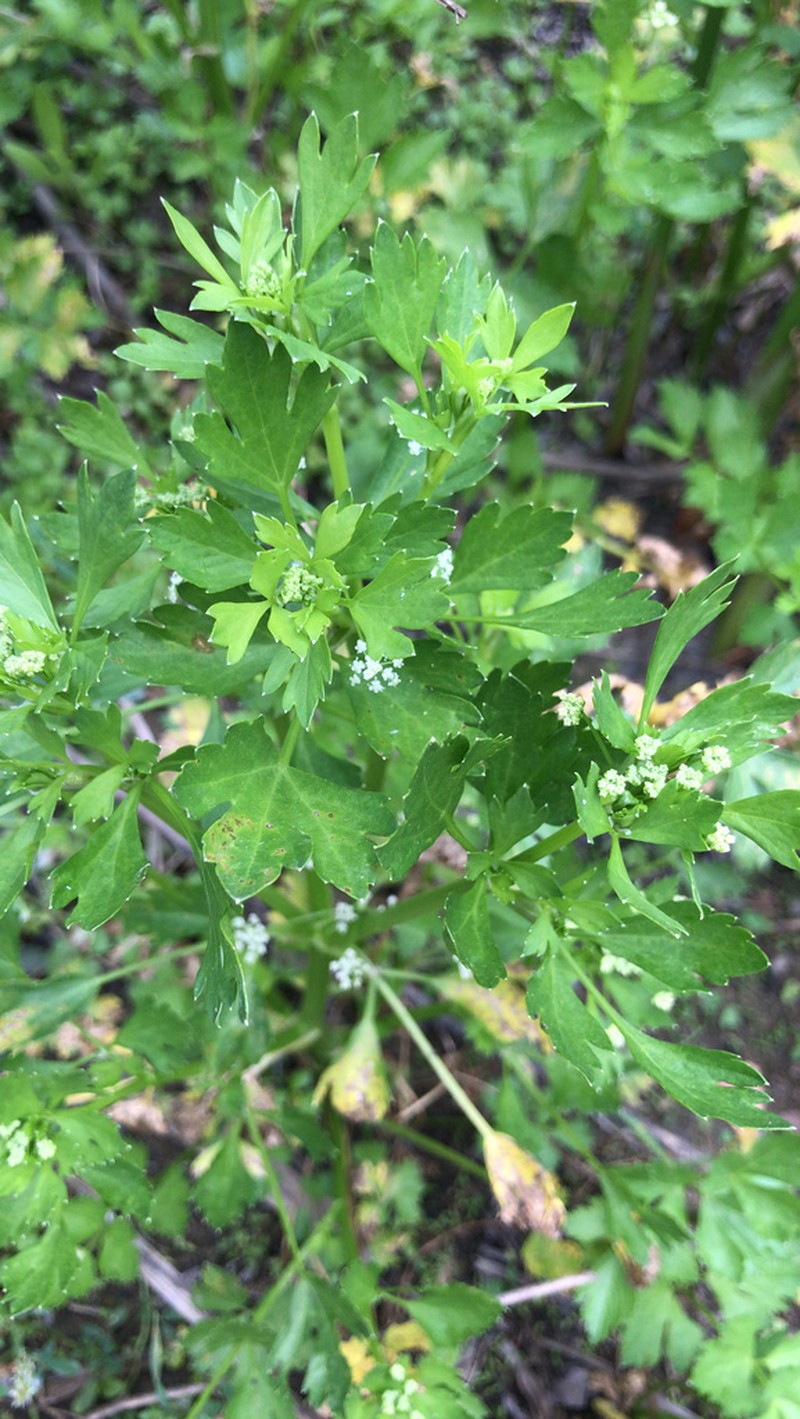 wild celery photo 5