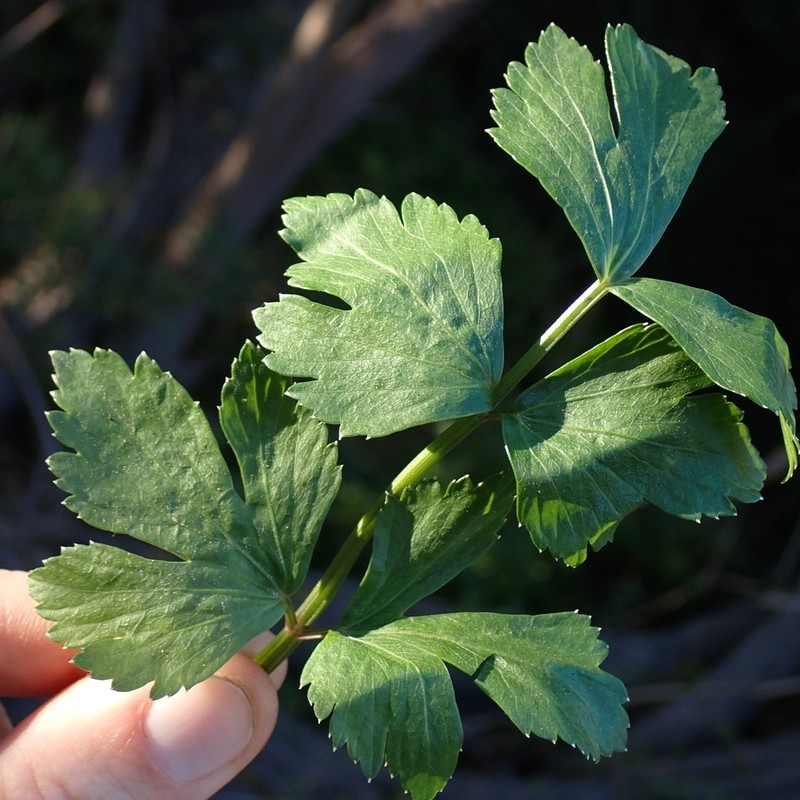 wild celery photo 6