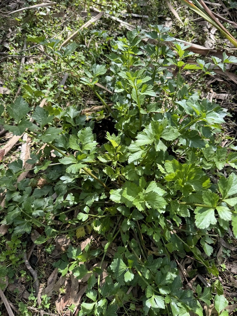 wild celery photo 7