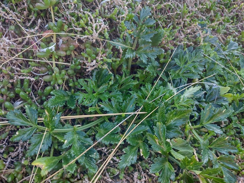 Apium insulare photo 2