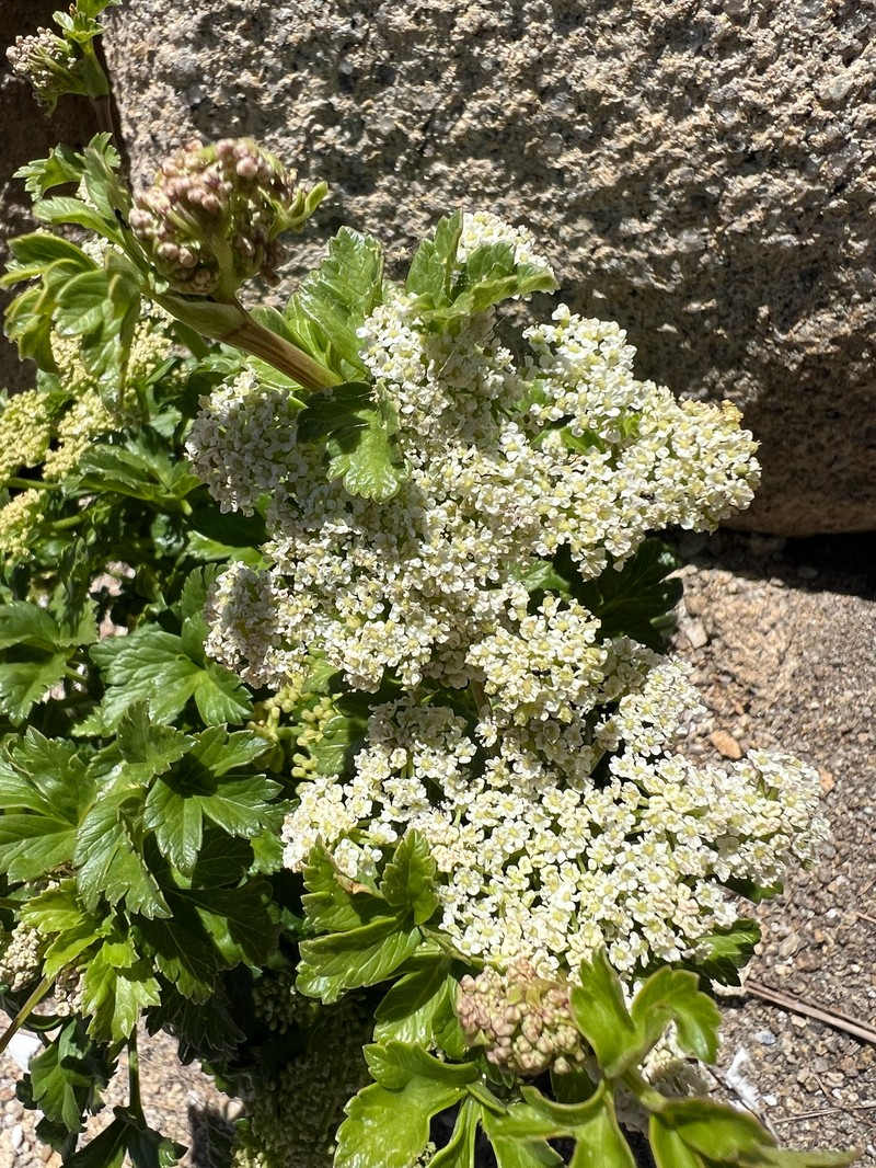 Apium insulare photo 5