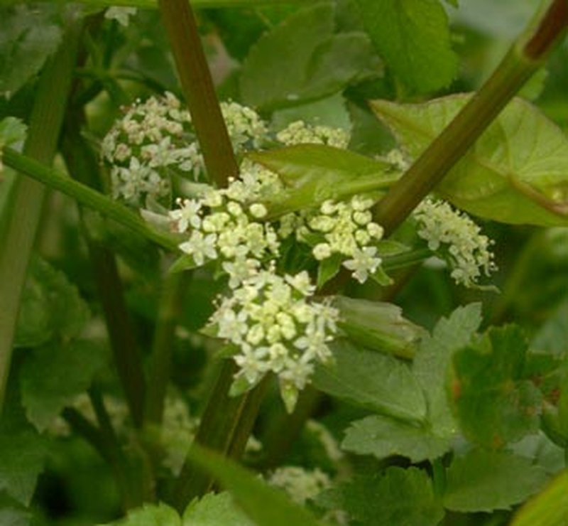 European Marshwort photo 2