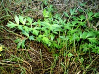 Prostrate Marshwort