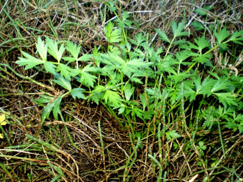 Prostrate Marshwort