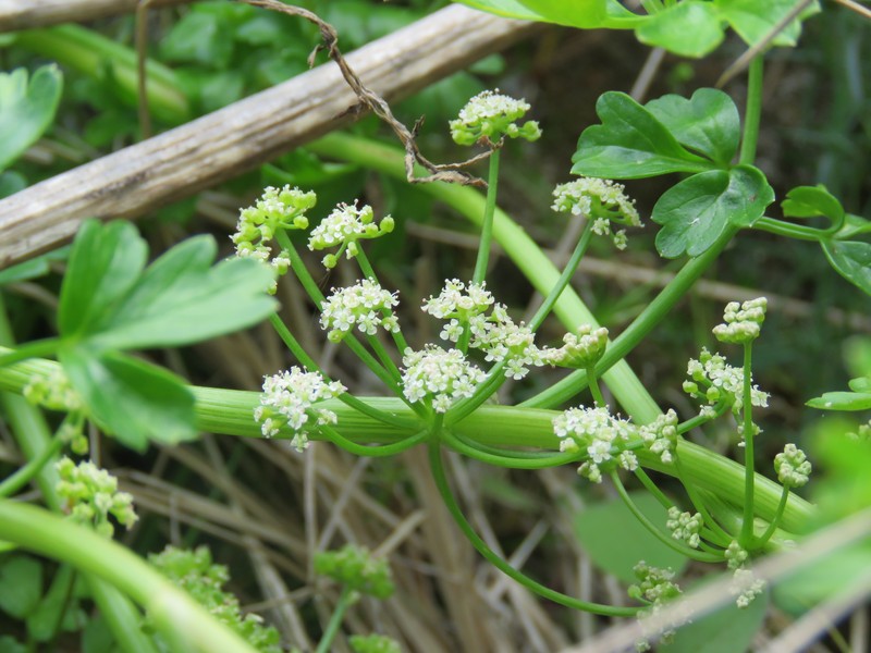 Prostrate Marshwort photo 2