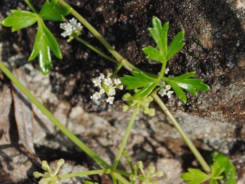 Prostrate Marshwort photo 3