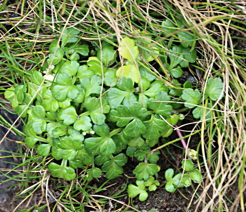 Prostrate Marshwort photo 4