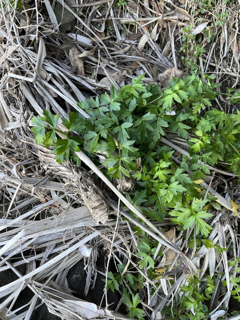 Prostrate Marshwort photo 5