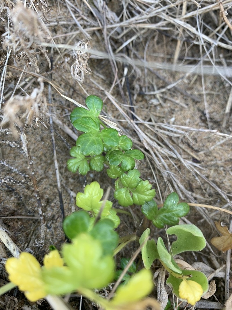 Prostrate Marshwort photo 6