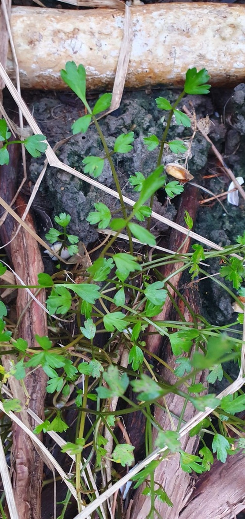 Prostrate Marshwort photo 7
