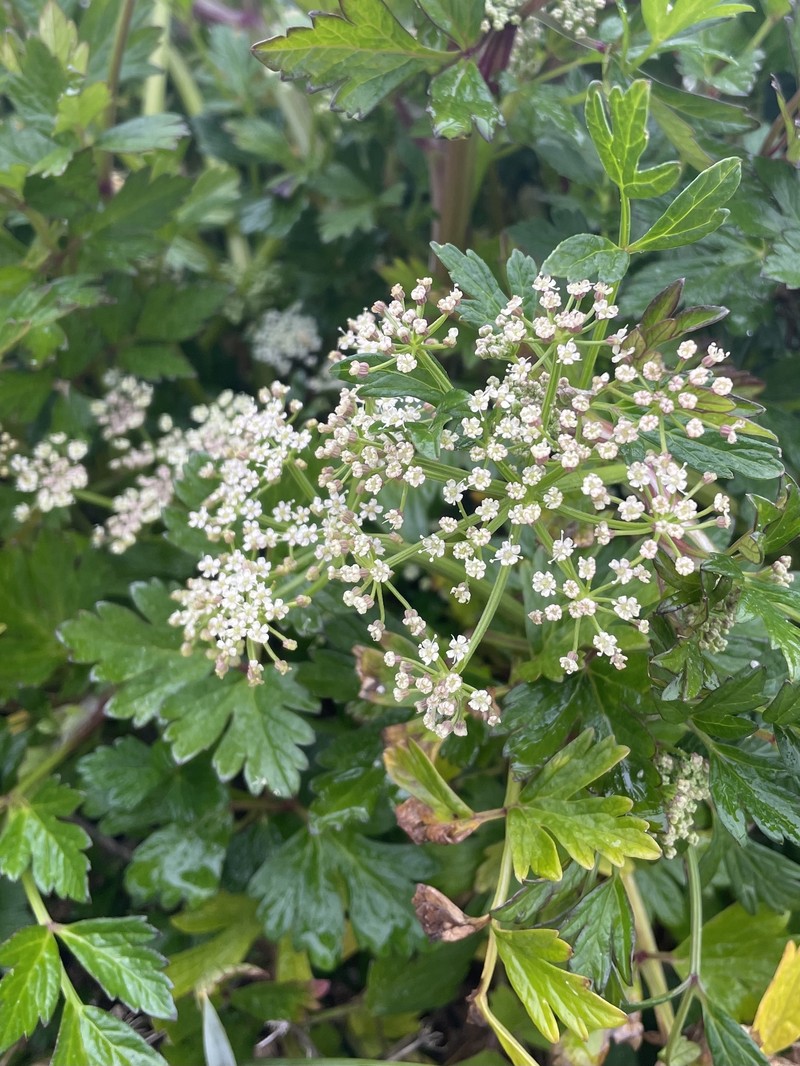 Apium prostratum subsp. prostratum