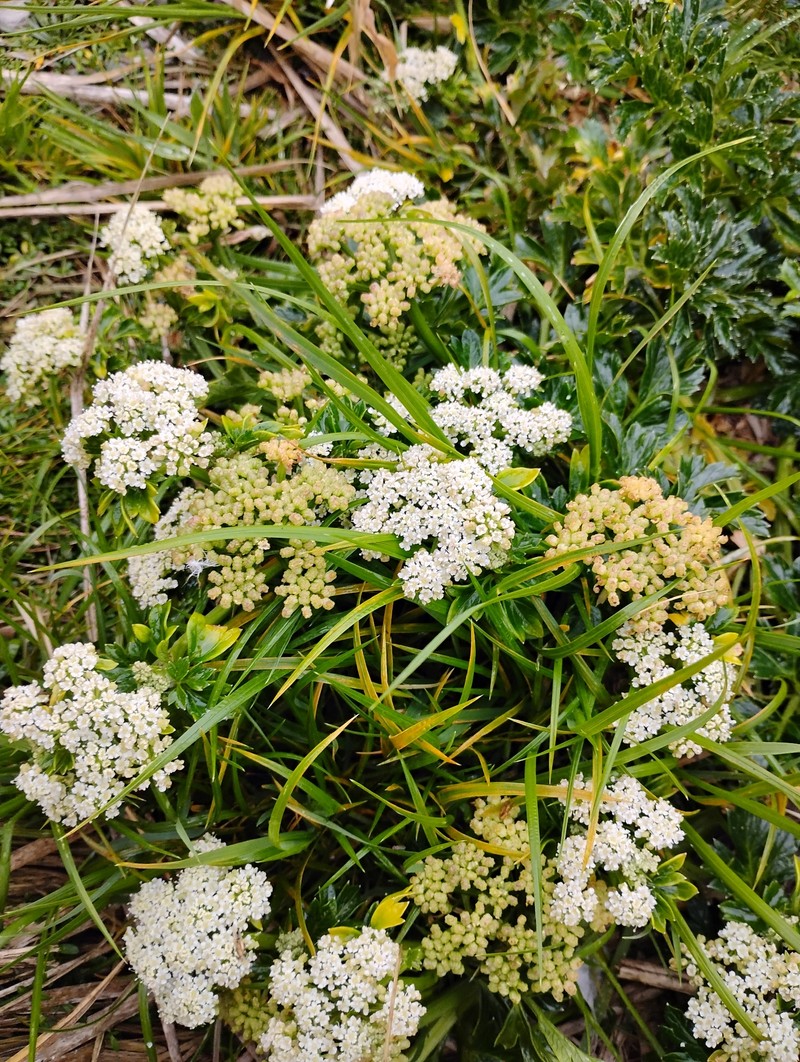 Apium prostratum subsp. prostratum photo 2