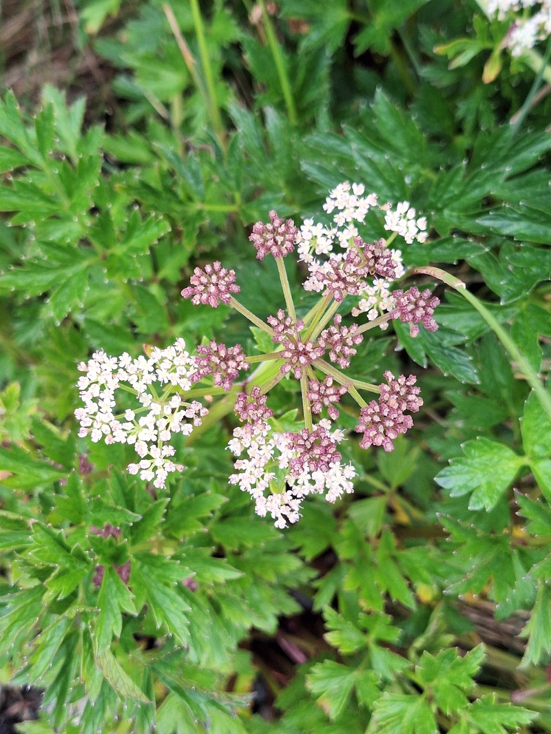 Apium prostratum subsp. prostratum photo 3